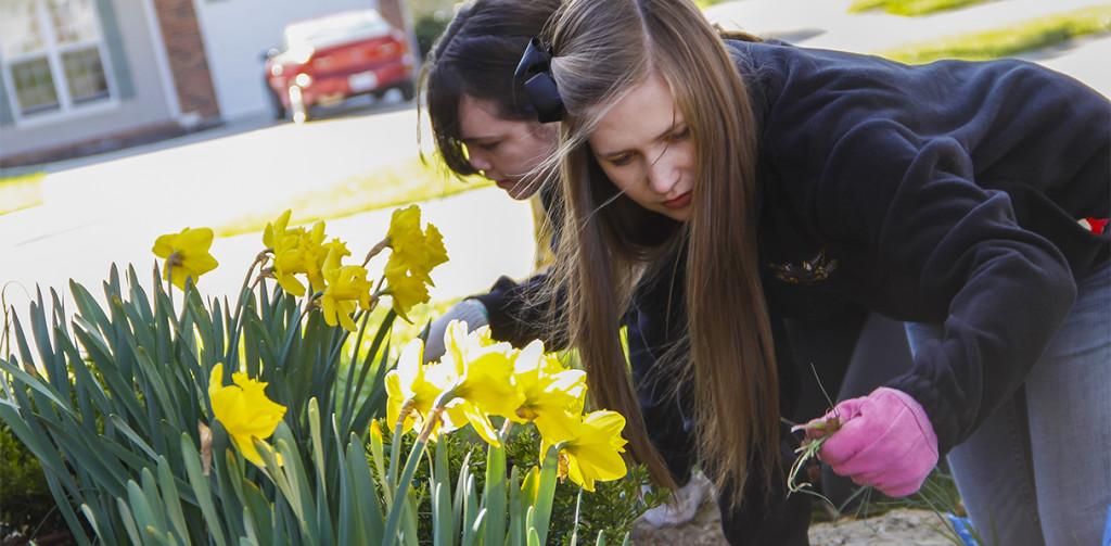 Katie Farris (foreground) and Emily Harris (background) rid a garden of weeds at the Hilleke residence on April 13, 2013 in Highland Heights, KY. Members of Phi Sigma Sigma sorority, they were among a handful of volunteers participating in NKUs Spring into Service event.