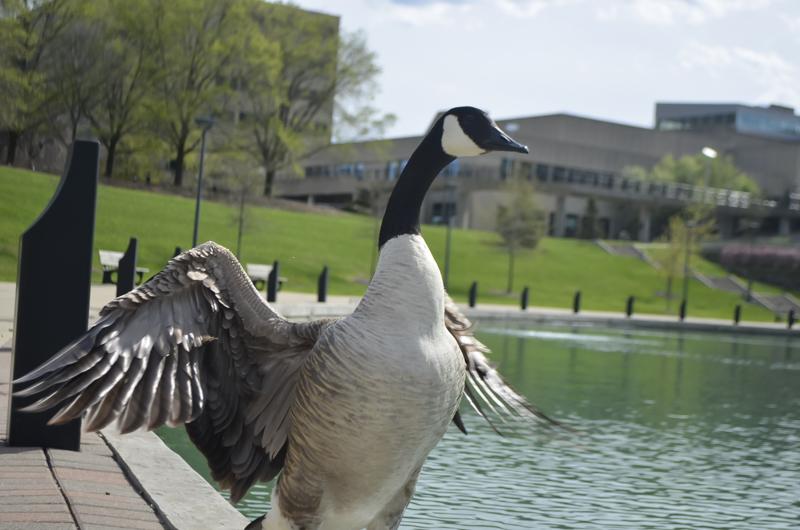 A Canada Goose at Loch Norse lake. NKU is currently trying to control the geese population using different methods.