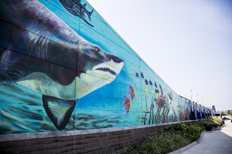 The beginning of the mural at Newport Aquarium. 