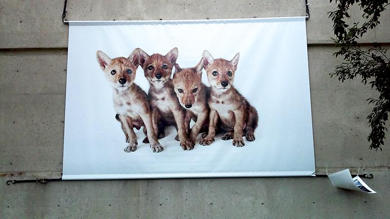 A litter of coyote pups, part of the National Geographic exhibit. 