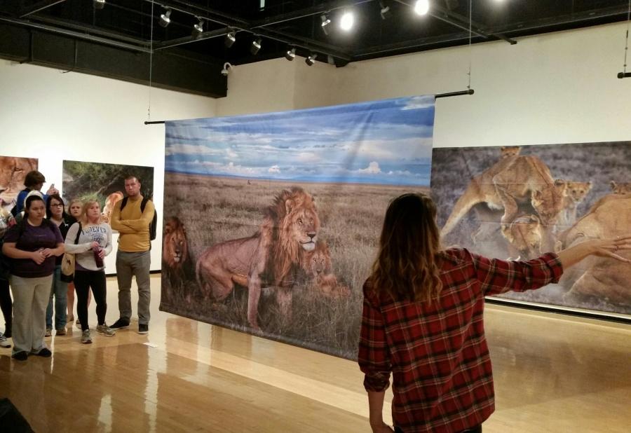 Keefe gives school tours of The Short Happy Life of a Serengeti Lion photo exhibit in the NKU Fine Arts Main Gallery.