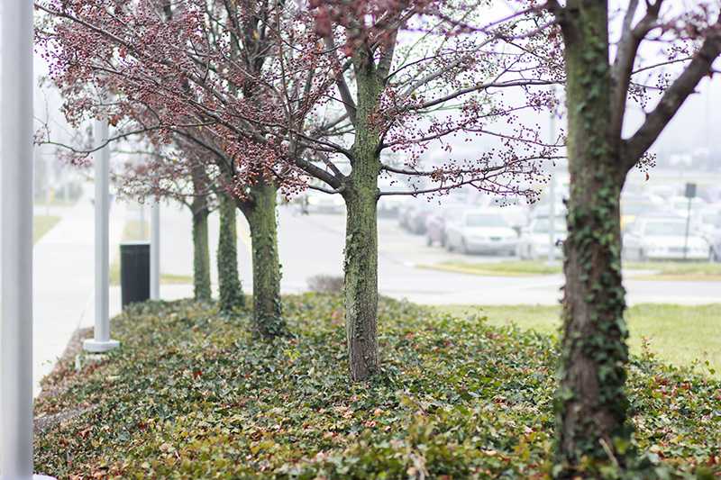 Trees on campus. Theyre meant to soften the look of NKU. 