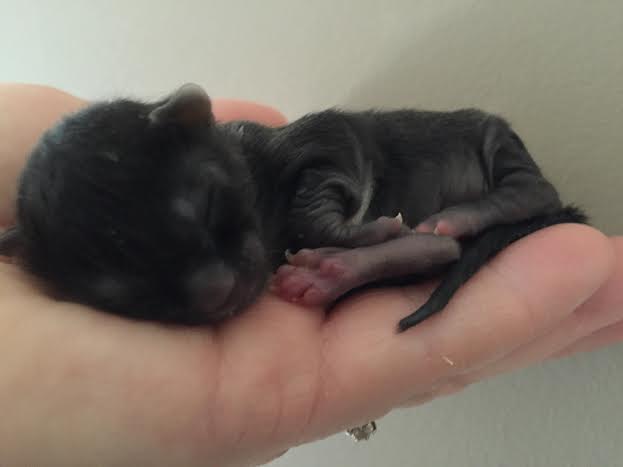 One of the newborn kittens. This young kitten fits in the palm of Hancocks hand. 