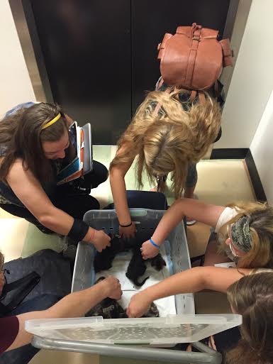 Students playing with Kittens in Landrum. Kittens are raised and cared for by Hancock.