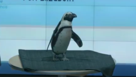 VIDEO: Penguins promote conservation efforts
