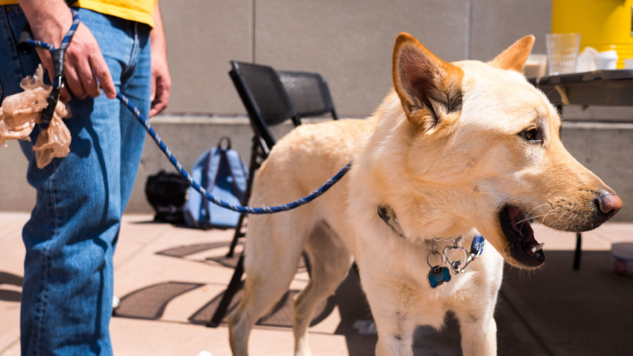 Vine and Branches, Common Ground and LBGTQ Programs and Services were set up in the other amphitheater, beside Steely Library. Students enjoyed iced coffee, dogs and sunshine on the spring afternoon. 