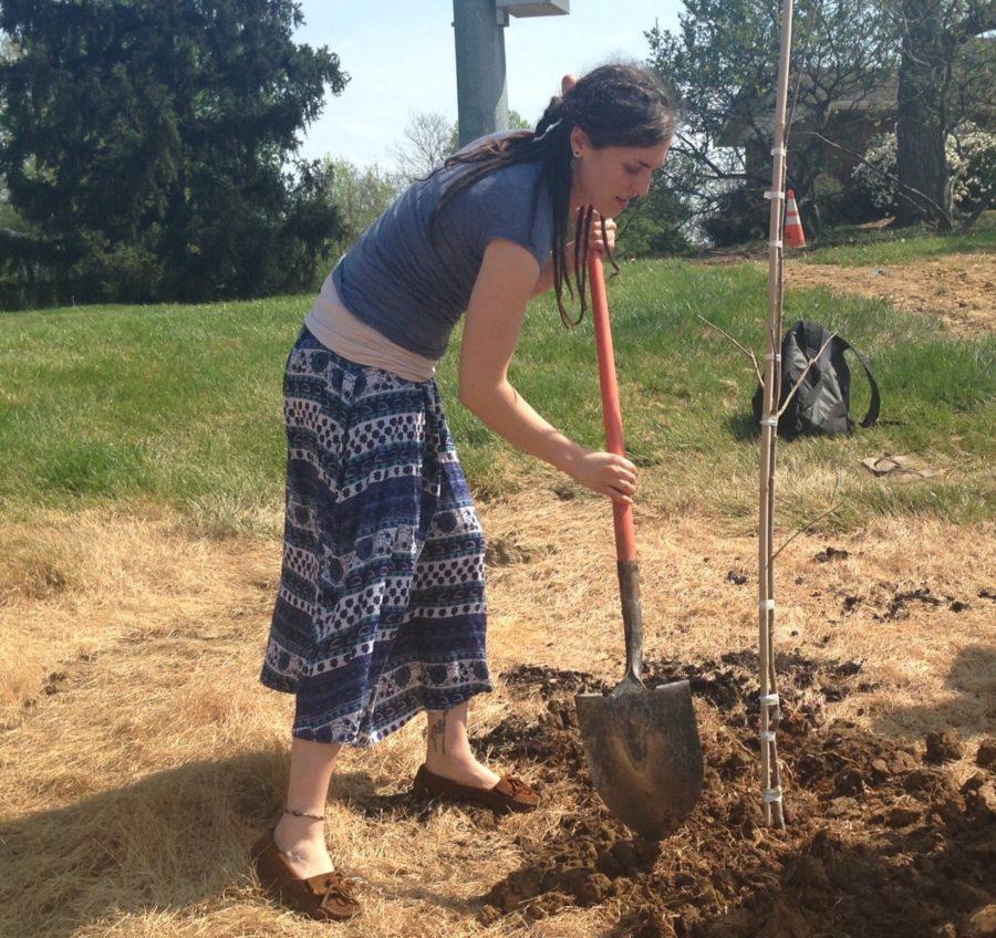 Sydney Smith plants a Pawpaw tree, hoping to get more students excited to plant their own fruits and vegetables in the Community Garden. A Pawpaw is a yellow, sweet fruit similar tasting to an apple.  