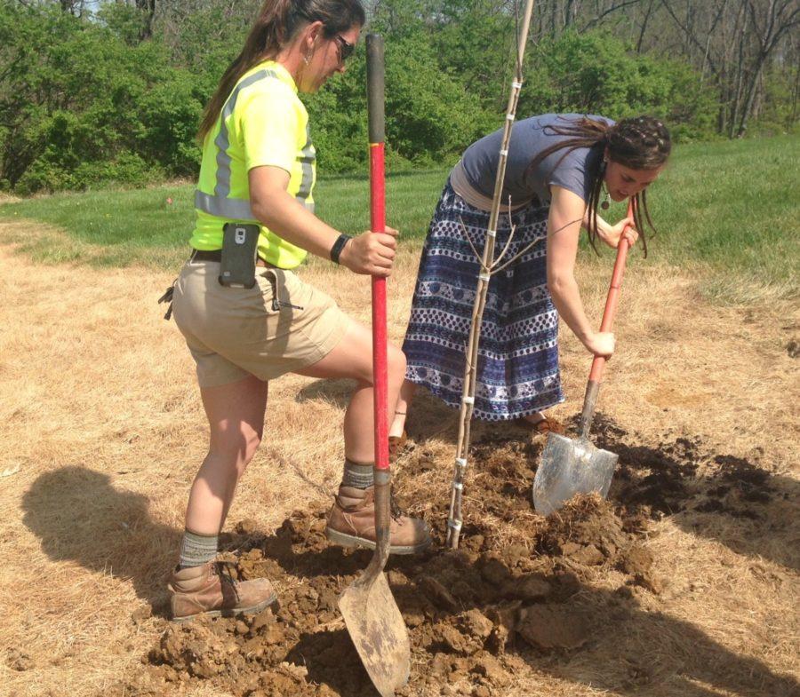 Smith (right) is planting a Pawpaw fruit tree. She considers a pawpaw to be more on the ‘ugly side of the spectrum,’ but said it’s still just as delicious and even though it’s not ‘pretty’ students shouldn’t get freaked out to eat it. 