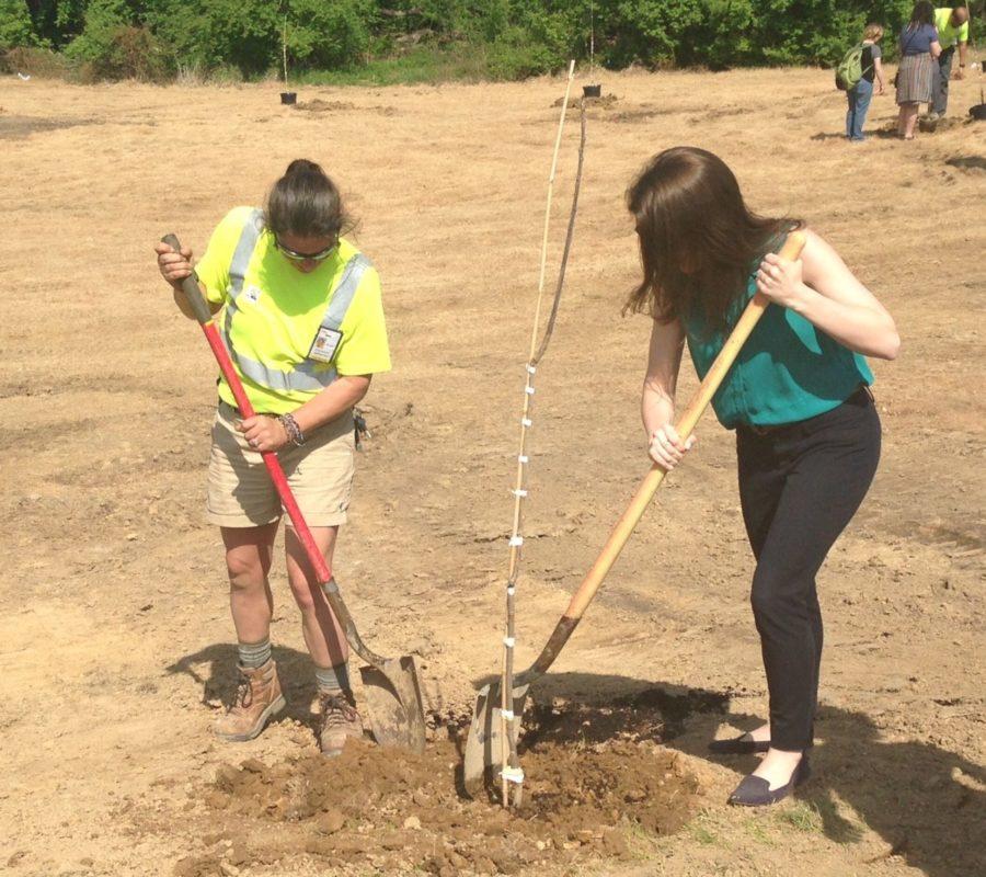 Tess Phinney, sustainability director, thinks that having the Community Garden is a great start to build a greener community. She plants her first ever tree, an American Persimmon. 