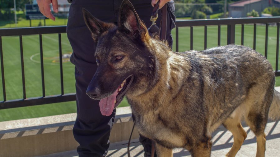 On campus or working a Bengals game, the crowd always gravitates towards Arritt. He enjoys belly rubs and scratches between the ears. 