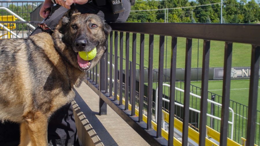 Murray carried multiple tennis balls in his pocket. After training, Arritt was rewarded with one. 