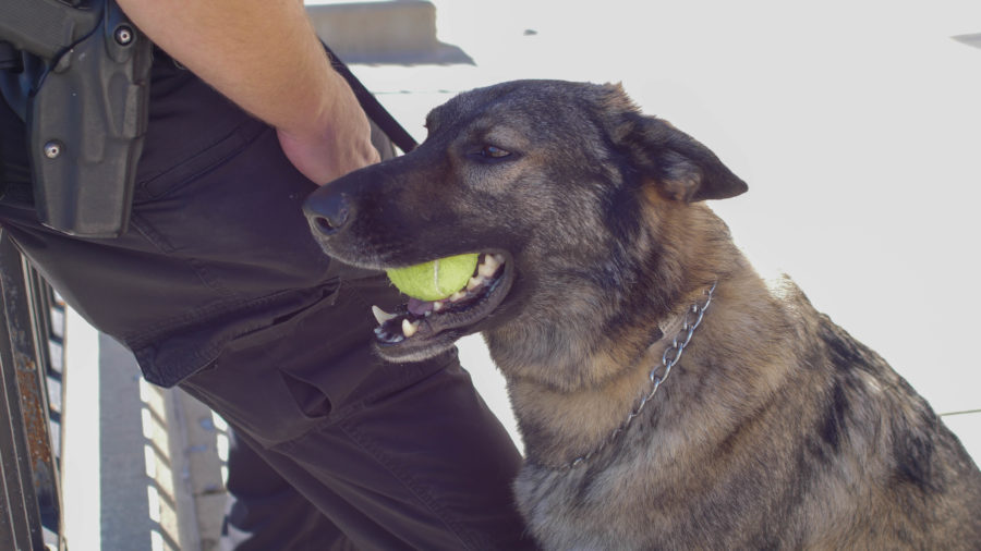 Four-year old Arritt serves NKUs campus as a explosives detection canine. As a reward, Arritt chews on a tennis ball.  