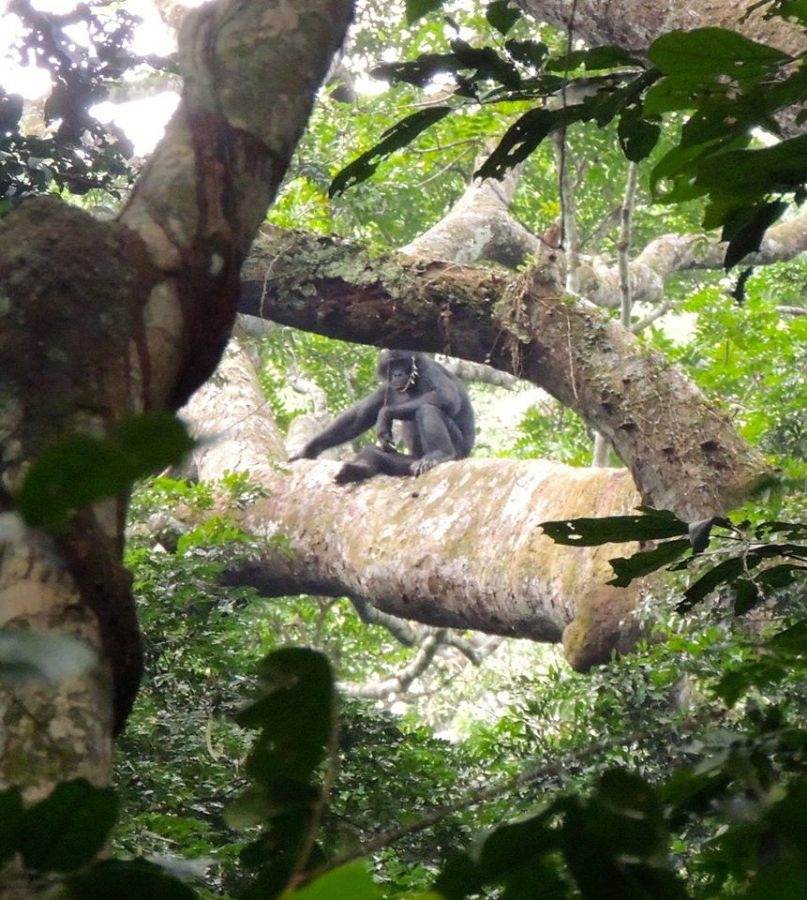 A male bonobo hangs out in the trees. Taken during the 2014 trip, this summer the team will work on habituating the population.  