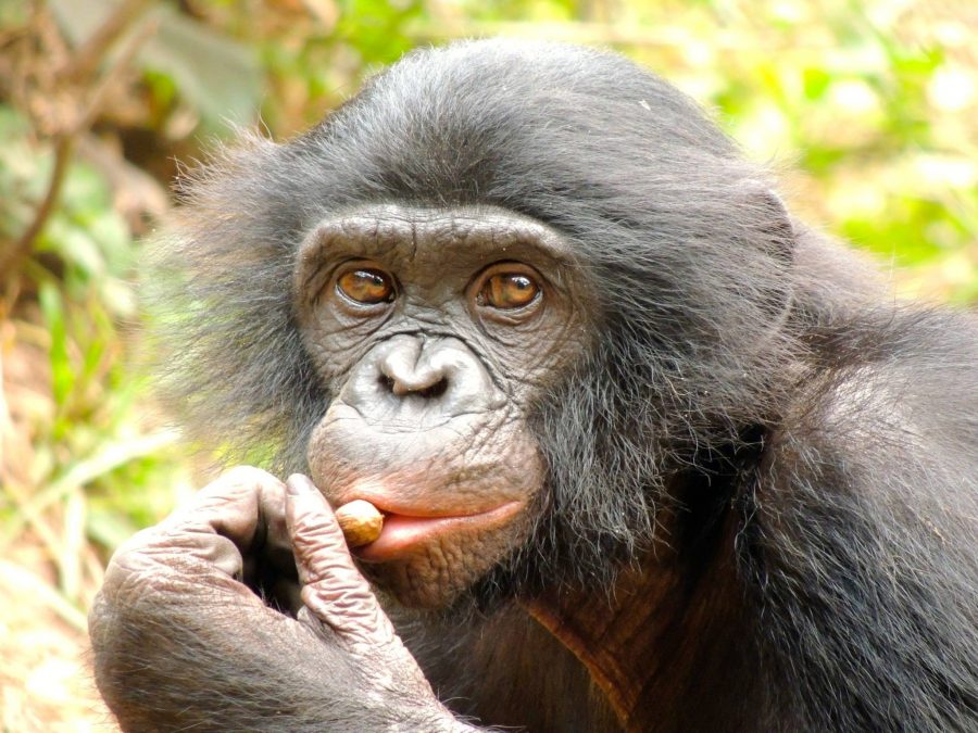 In the Congo, a reflection of ourselves: NKU Professor to research Bonobos in May