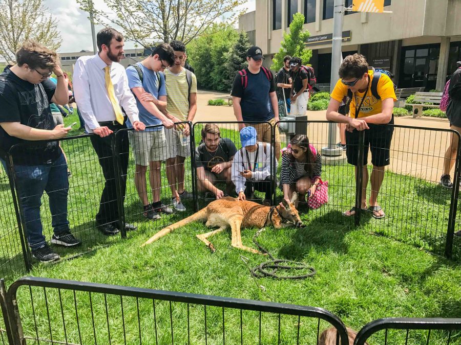 Students gather to check out a kangaroo in the Student Union Plaza