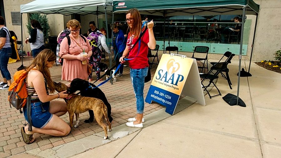 SAAP was set up in the Student Union Plaza to promote their dogs that are up for adoption