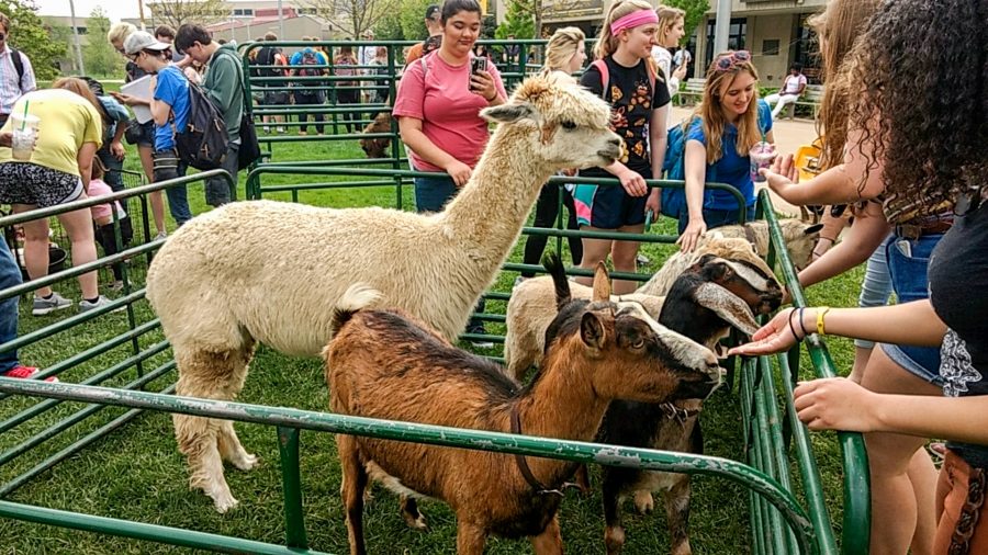 Students feed goats in the SU plaza. The goats were part of a petting zoo that was organized by the Activities Programming Board 