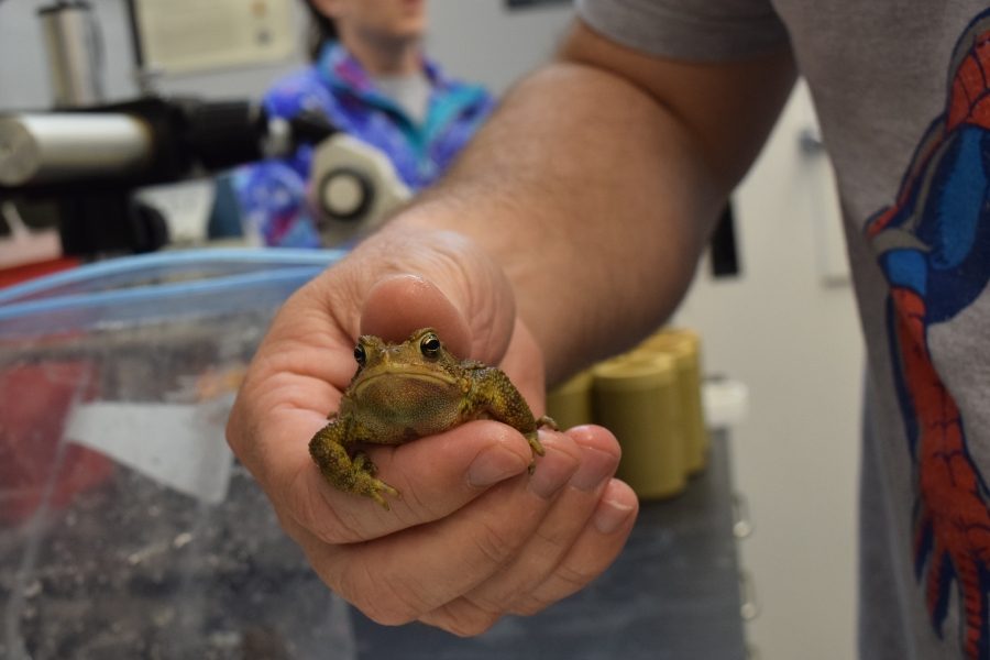 The team studies a host of species, including various frogs, salamanders, and even a snapping turtle. They release them 24 to 48 hours after capture back into the wetlands. 