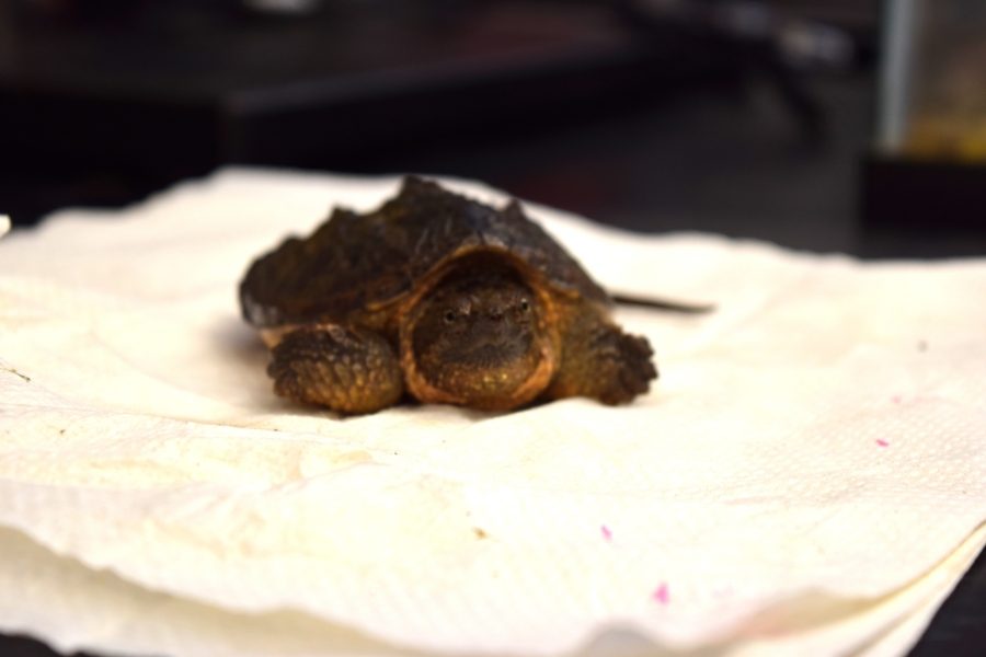 Recently, the group caught their first snapping turtle. They have pitfall and canopy traps set up. 