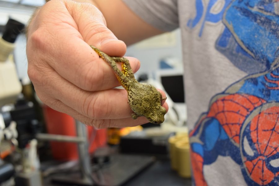 The team of undergrad students' research mainly focuses on amphibian species. Along with capturing the species, they also record calls in the field.  