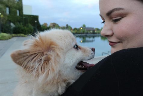 Emotional Support Animals: Furry friends that are more than companions