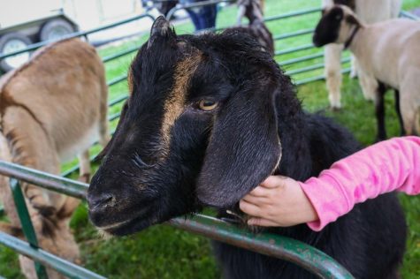 GALLERY: Activities Programming Board brings petting zoo to campus