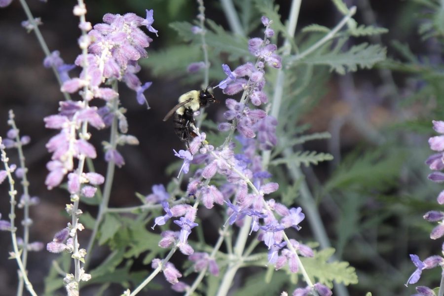 The smell around HIC is a combination of a few different plants, said Dr. Whitson.