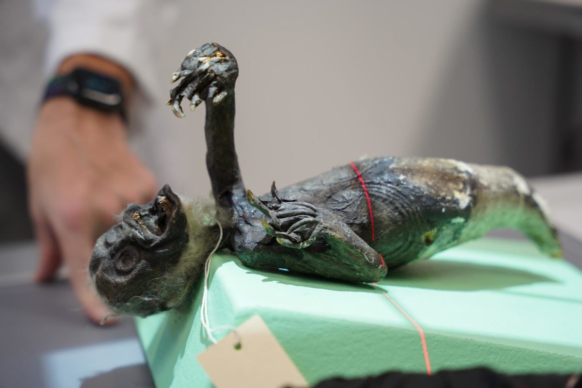 The Clark County Historical Society's Fiji mermaid being scanned last Friday.