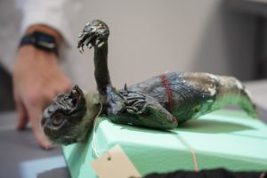 The Clark County Historical Society's Fiji mermaid being scanned last Friday.