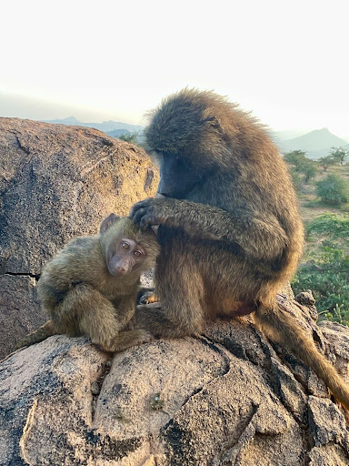 A juvenile baboon grooming an infant baboon at the Uaso Ngiro Baboon Project research site in the summer of 2023. (Provided by Dr. Monica Wakefield)