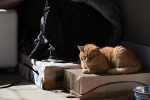 Morris, the most popular cat, basks in the sun while sitting on a scratch pad. 