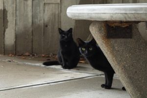 Cats peek out below the Landrum bridge.