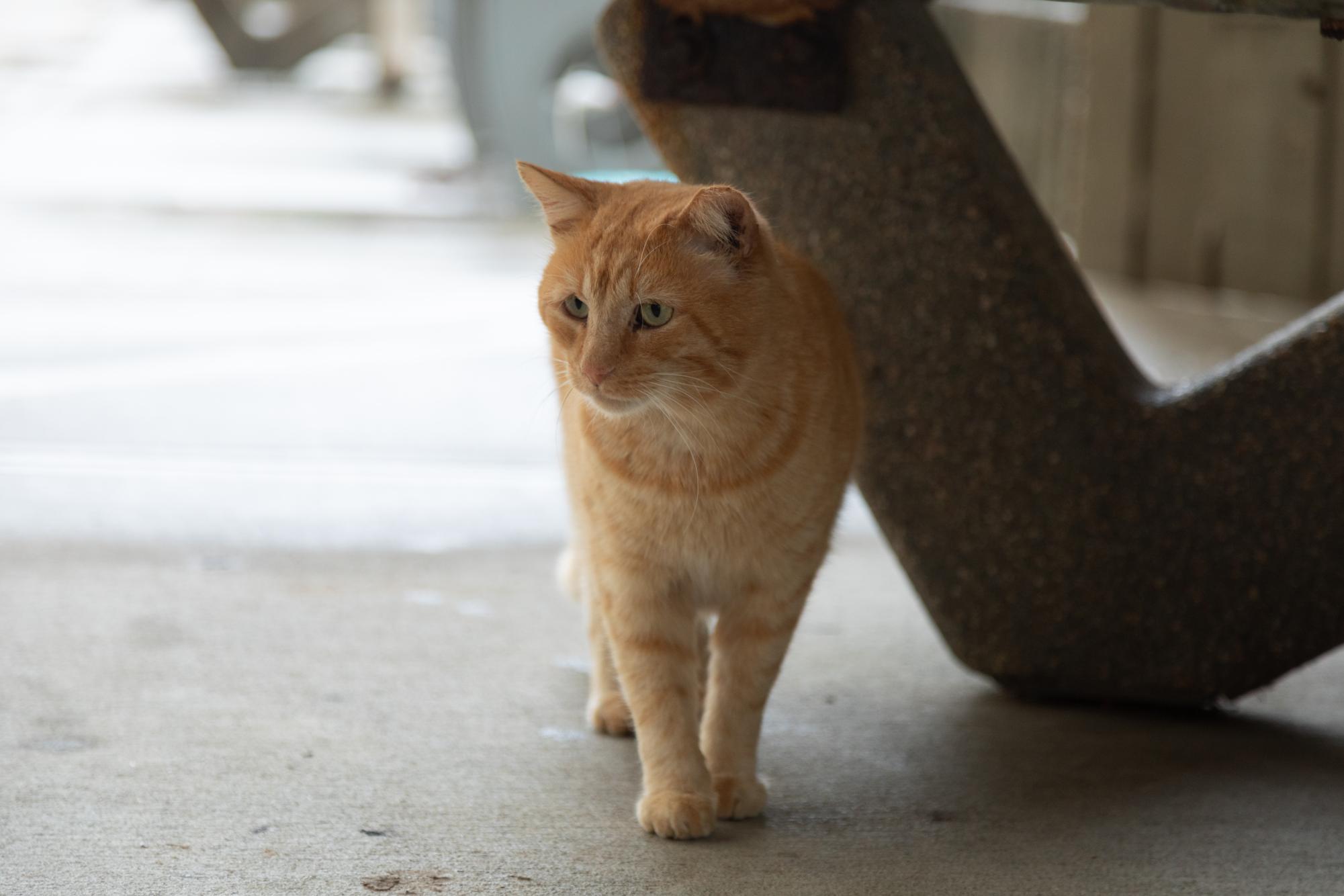 Morris, one of the most well-known cats of the Landrum bunch, stands beneath a picnic table outside the building.