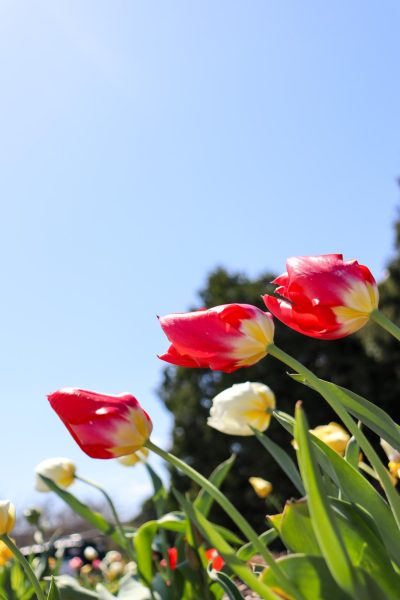 After the frost comes the flowers: NKU’s campus embraces spring