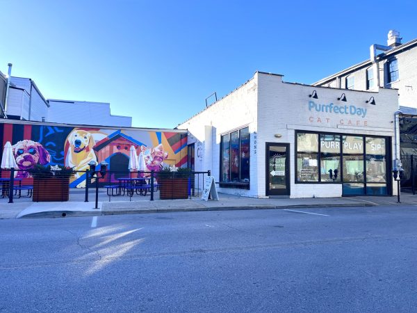 More Than Just A Place: Covington’s Purrfect Day Cat Cafe